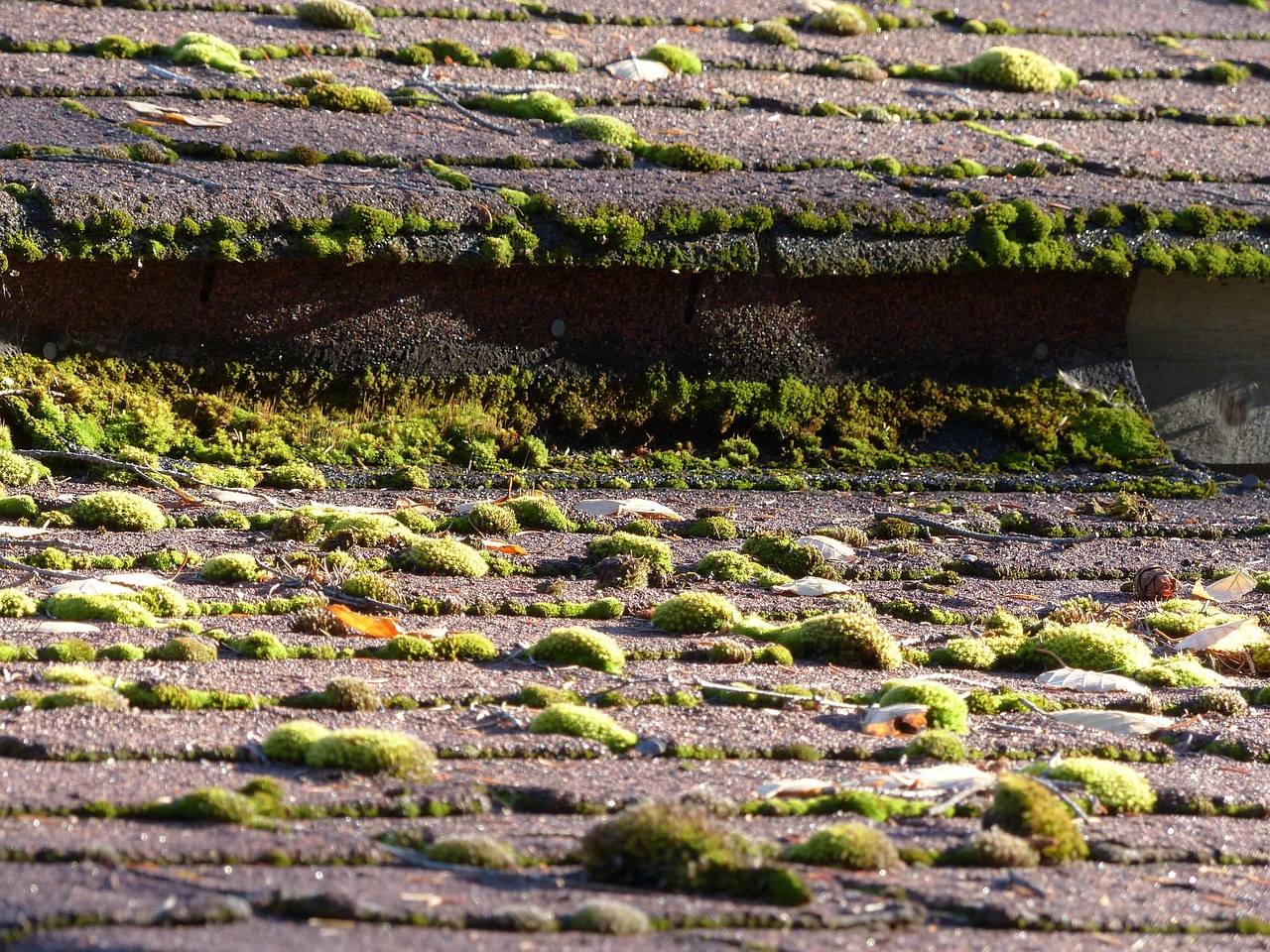 Moss growing between old roof shingles